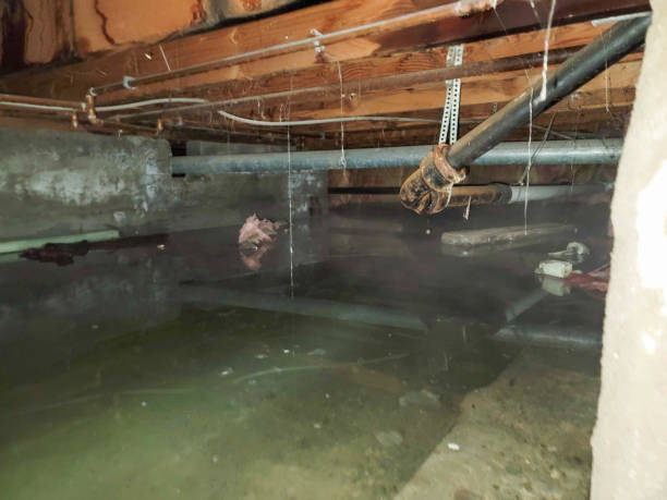 Best Sewage cleanup and water damage restoration  in Lakeland, TN